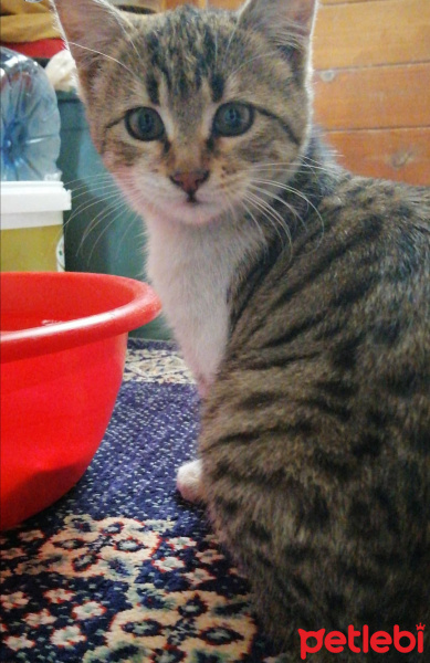 Tekir Kedi, Kedi Ceno fotoğrafı