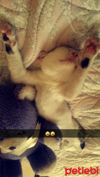 Tekir Kedi, Kedi Minik fotoğrafı