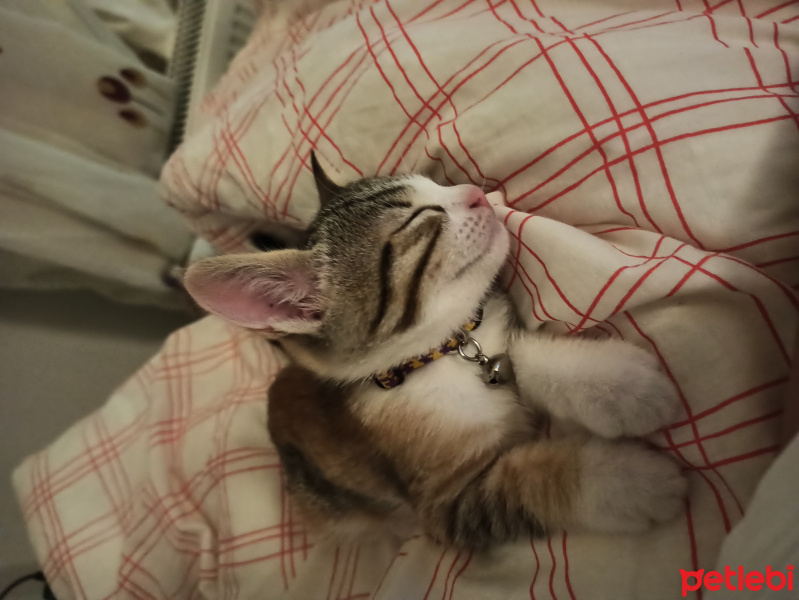 Tekir Kedi, Kedi Fındık fotoğrafı