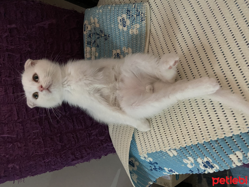 Scottish Fold, Kedi Tosbik fotoğrafı