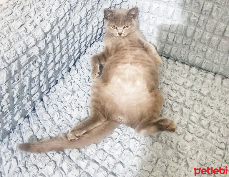British Shorthair, Kedi Şerbet fotoğrafı