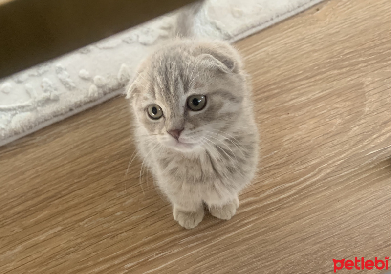 Scottish Fold, Kedi Keke fotoğrafı
