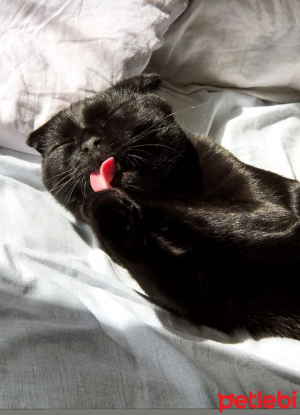 Scottish Fold, Kedi VENOM fotoğrafı