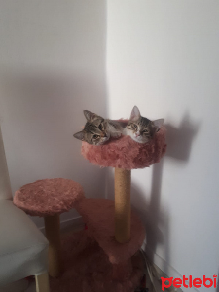 Bengal, Kedi Panter fotoğrafı