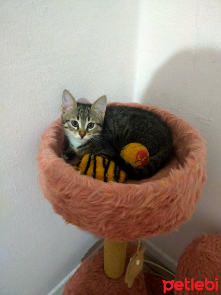 Bengal, Kedi Panter fotoğrafı