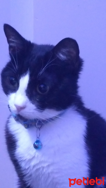 Tekir Kedi, Kedi Çirkin fotoğrafı