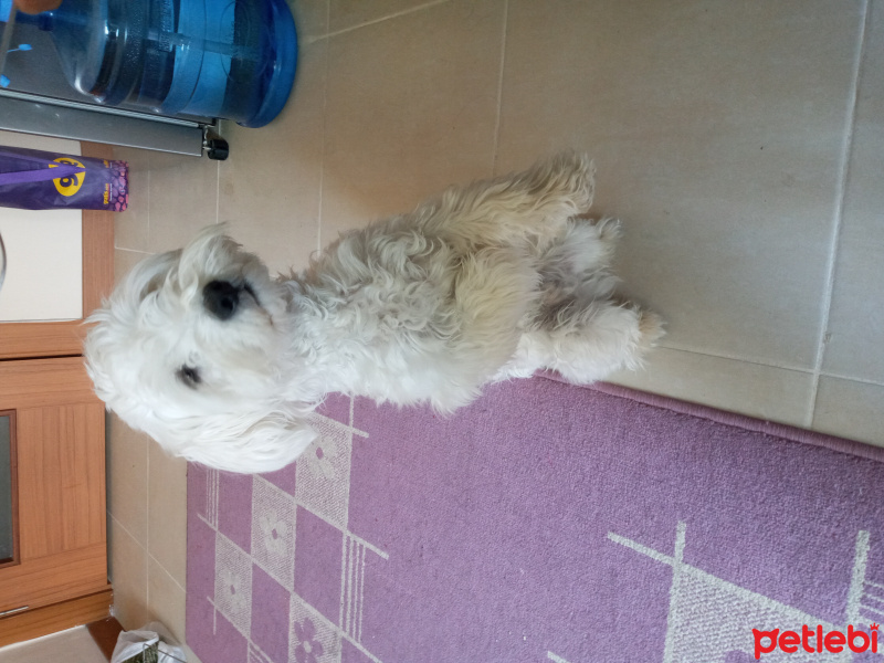 Maltese, Köpek Baby fotoğrafı