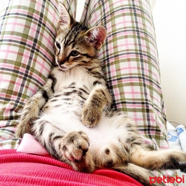 Tekir Kedi, Kedi Yok fotoğrafı