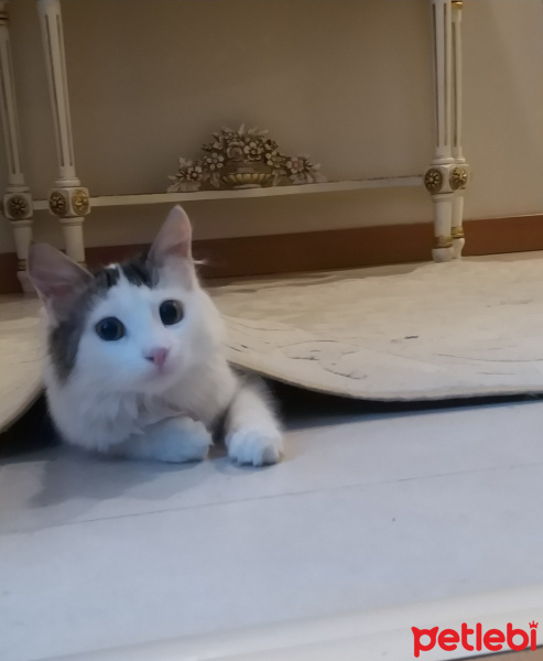 Tekir Kedi, Kedi Freya fotoğrafı