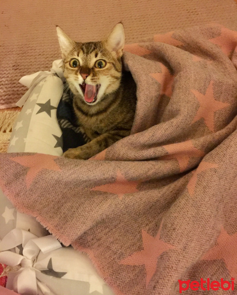 Tekir Kedi, Kedi Mişa fotoğrafı