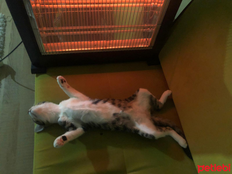 Tekir Kedi, Kedi Mecnun fotoğrafı