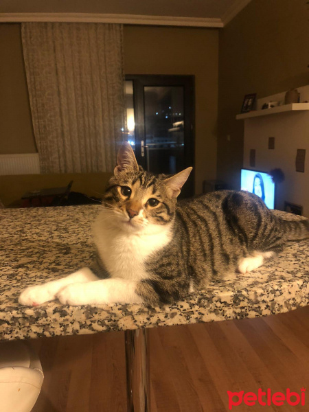 Tekir Kedi, Kedi Mecnun fotoğrafı