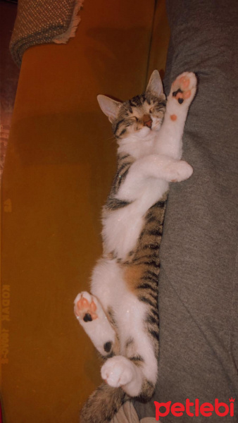 Tekir Kedi, Kedi Mecnun fotoğrafı