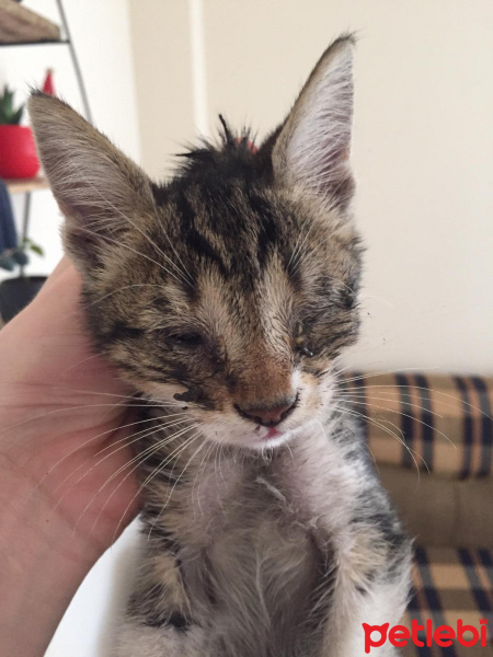 Tekir Kedi, Kedi Mecnun fotoğrafı