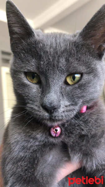 Mavi Rus, Kedi Golgi fotoğrafı