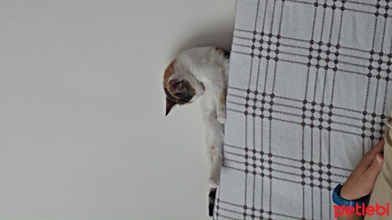 Tekir Kedi, Kedi Ekler fotoğrafı