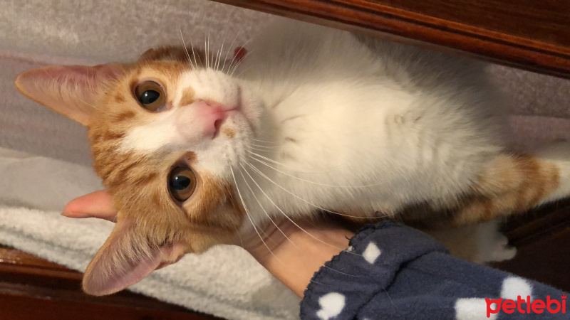 Tekir Kedi, Kedi Osman fotoğrafı