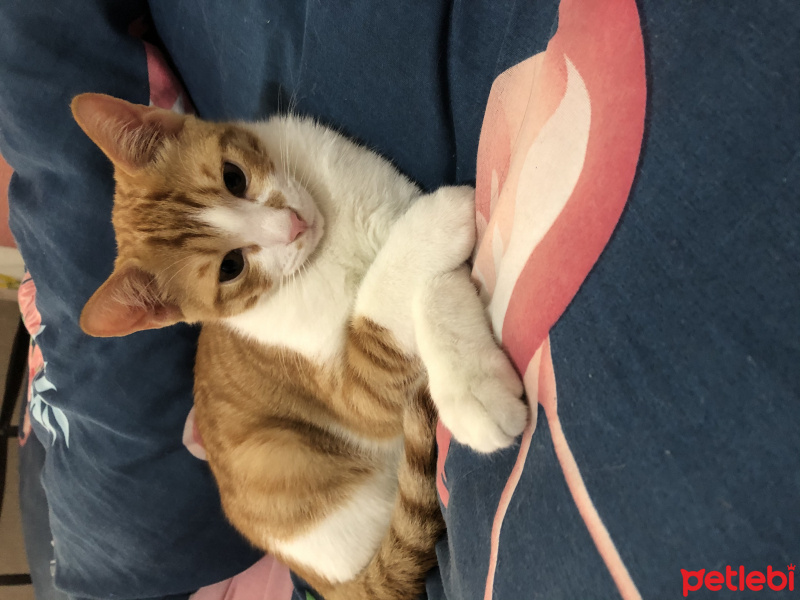 Tekir Kedi, Kedi Osman fotoğrafı