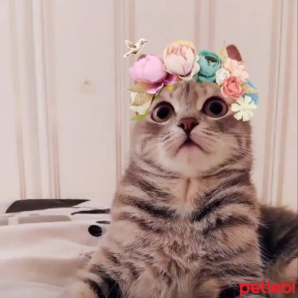 Brazilian Shorthair, Kedi Peluş fotoğrafı