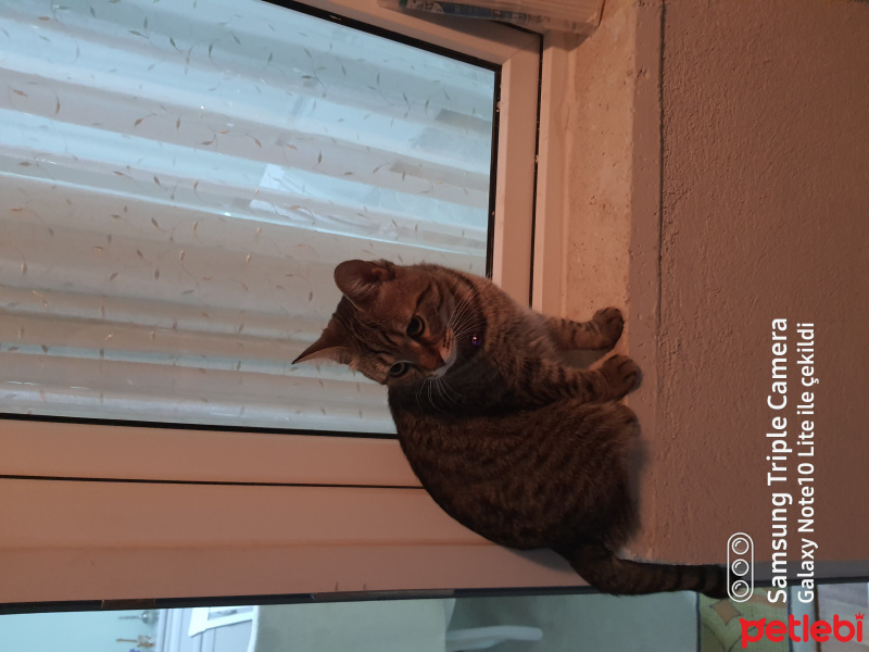 Tekir Kedi, Kedi Nefin fotoğrafı