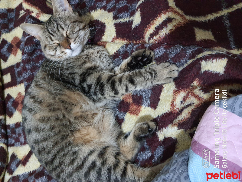 Tekir Kedi, Kedi Nefin fotoğrafı