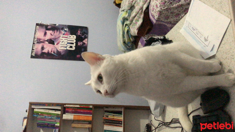 Van Kedisi, Kedi Nena fotoğrafı