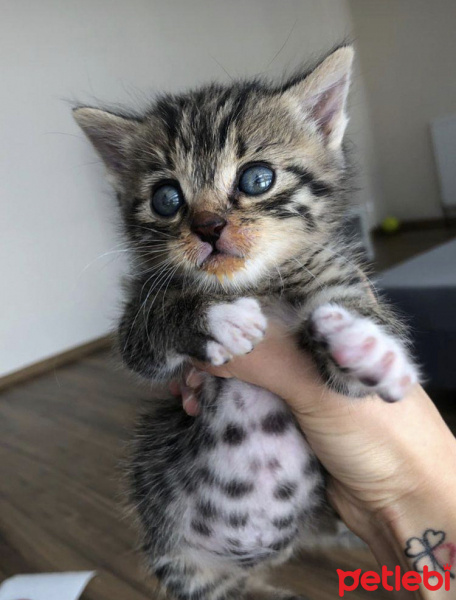 Tekir Kedi, Kedi Simba fotoğrafı