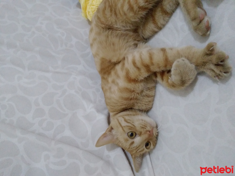 Tekir Kedi, Kedi Misket fotoğrafı