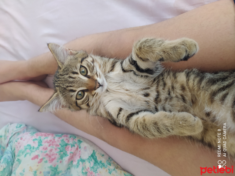 Tekir Kedi, Kedi Oskar fotoğrafı