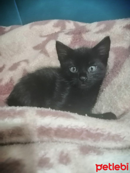 Tekir Kedi, Kedi Adını sahiplenen kişinin koymasını istedik fotoğrafı