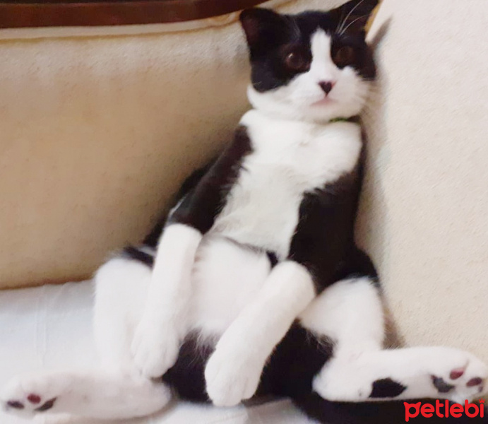 Scottish Fold, Kedi Efe fotoğrafı