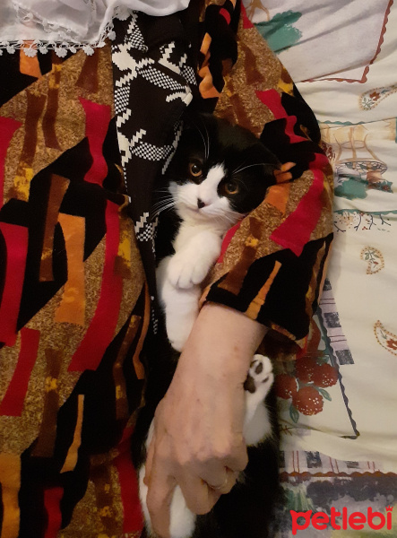 Scottish Fold, Kedi Efe fotoğrafı