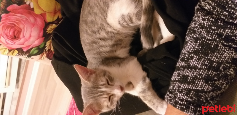 Tekir Kedi, Kedi Lilith fotoğrafı