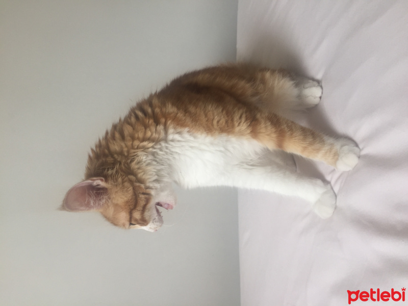 Sarman, Kedi Badem fotoğrafı