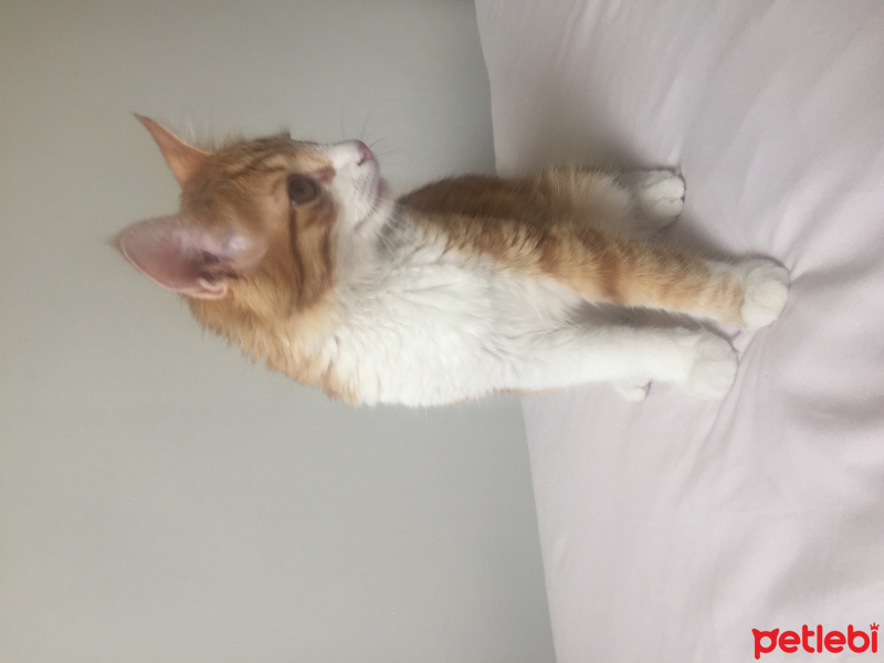 Sarman, Kedi Badem fotoğrafı