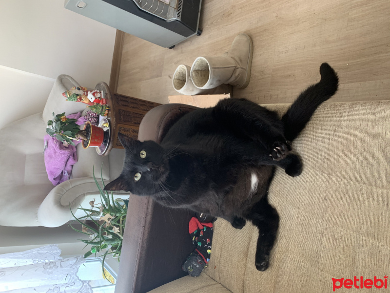 Tekir Kedi, Kedi gecot fotoğrafı