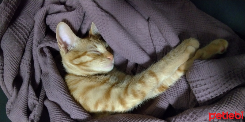 Tekir Kedi, Kedi Köri fotoğrafı