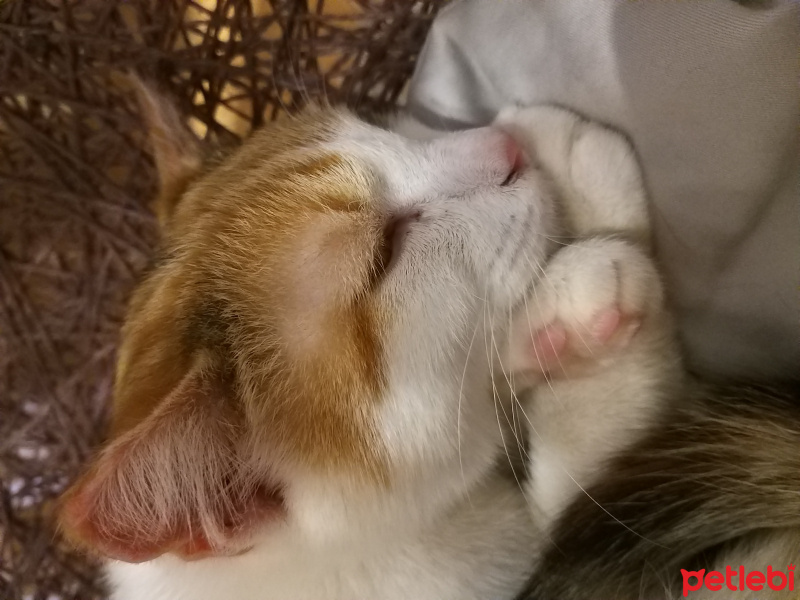 Tekir Kedi, Kedi kizum fotoğrafı