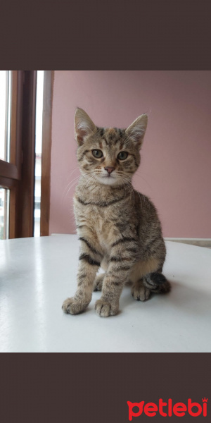 Tekir Kedi, Kedi Lila fotoğrafı