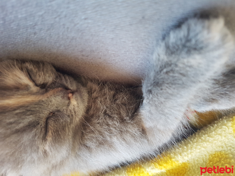 British Shorthair, Kedi Kadife fotoğrafı