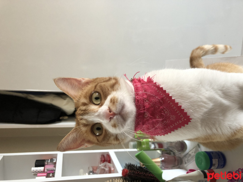 Sarman, Kedi Chen fotoğrafı