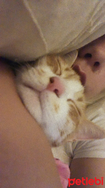 Sarman, Kedi Chen fotoğrafı