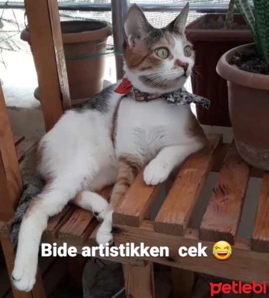 Tekir Kedi, Kedi Isik fotoğrafı