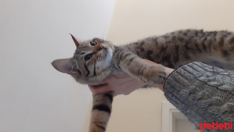 Tekir Kedi, Kedi Mazlum fotoğrafı