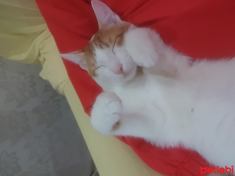 Tekir Kedi, Kedi Barney fotoğrafı