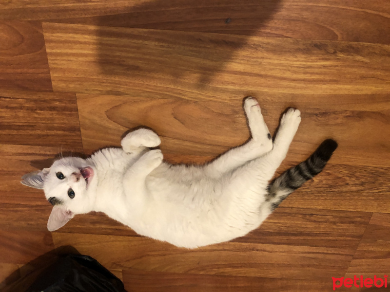 Tekir Kedi, Kedi Diego fotoğrafı