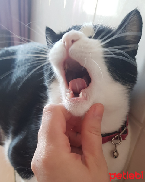 Tuxedo (Smokin) Kedi, Kedi Sterlin fotoğrafı