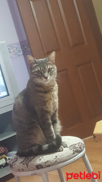 Tekir Kedi, Kedi Mugi fotoğrafı