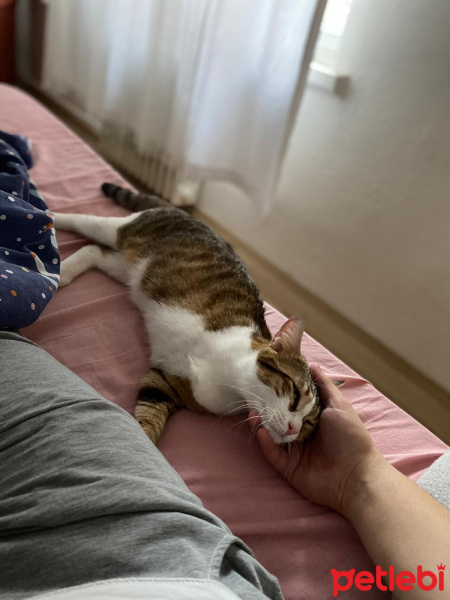 Tekir Kedi, Kedi Şirin fotoğrafı