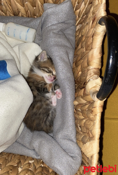 Tekir Kedi, Kedi Milka fotoğrafı